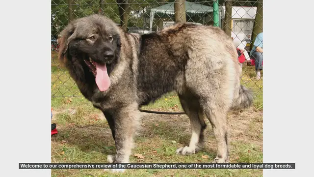 Video thumbnail for Caucasian Shepherd: The Ultimate Guardian Dog - Comprehensive Review