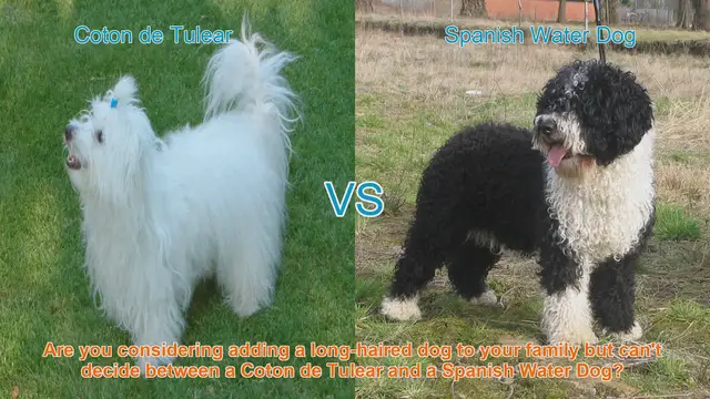 Video thumbnail for Coton de Tulear vs. Spanish Water Dog: A Comprehensive Comparison