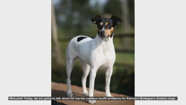 Video thumbnail for Top 10 Common Health Problems in Ratonero Bodeguero Andaluz Dogs
