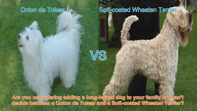 Video thumbnail for Coton de Tulear vs. Soft-coated Wheaten Terrier: A Comprehensive Comparison