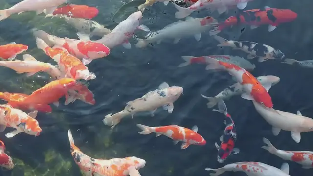 Video thumbnail for Clear Water in High-Fish Koi Ponds: Effective Strategies