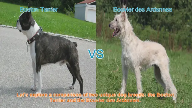 Video thumbnail for Boston Terrier vs. Bouvier des Ardennes: A Breed Comparison
