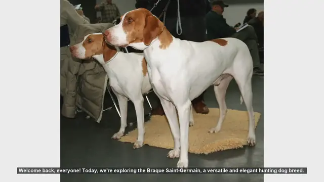 Video thumbnail for Braque Saint-Germain: Pros and Cons of This Elegant Hunting Dog
