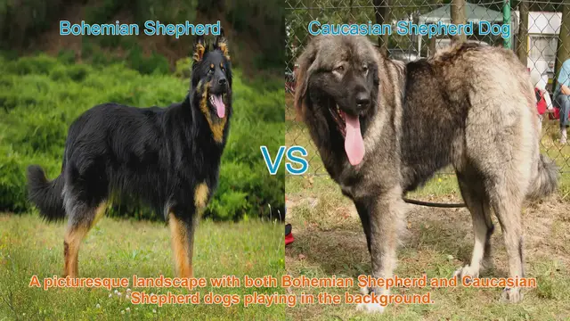 Video thumbnail for Bohemian Shepherd vs. Caucasian Shepherd Dog: A Comprehensive Comparison