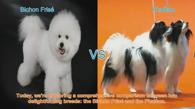 Video thumbnail for Bichon Frisé vs. Phalène: A Comprehensive Comparison