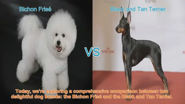 Video thumbnail for Bichon Frisé vs. Black and Tan Terrier: A Comprehensive Comparison