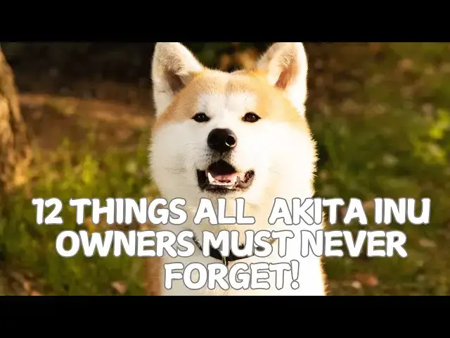 Video thumbnail for 12 Things All Akita Inu Owners Must Never Forget! 🐶