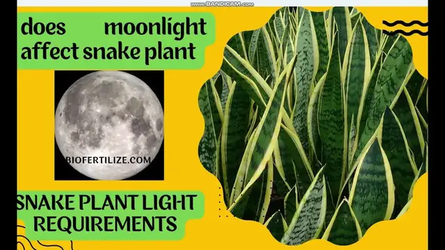 'Video thumbnail for snake plant light requirement and does snake plant affected by moonlight'