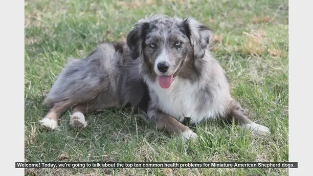 Video thumbnail for Top 10 Common Health Problems in Miniature American Shepherds