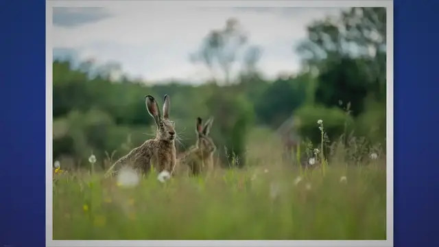 Video thumbnail for Exploring the Fascinating Habitat and Behavior of Wild Rabbits