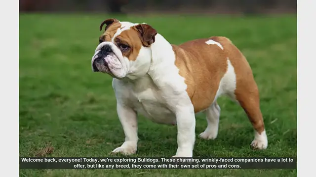 Video thumbnail for Bulldogs: Pros and Cons of This Lovable Breed