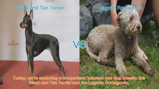 Video thumbnail for Black and Tan Terrier vs. Lagotto Romagnolo: A Breed Comparison