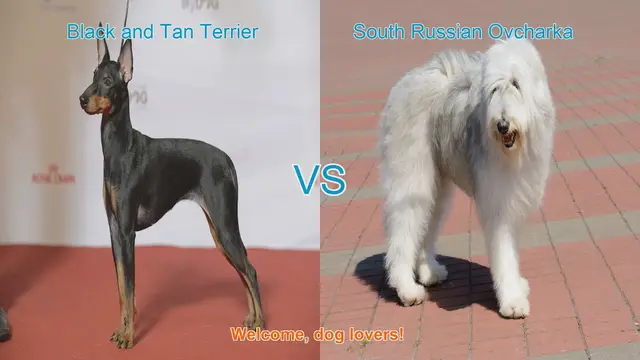 Video thumbnail for Dog Breed Comparison: Black and Tan Terrier vs. South Russian Ovcharka
