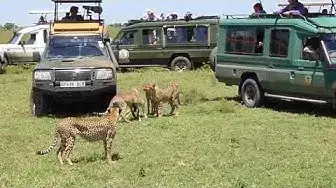'Video thumbnail for Cheetah cubs playing with prey in front of tourism in the Serengeti'