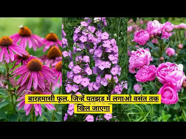 'Video thumbnail for बारहमासी फूल, जिन्हें पतझड़ में लगाओ वसंत तक खिल जाएगा | Best Perennial Flowers'