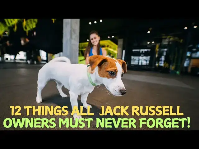 Video thumbnail for 12 Things All Jack Russell Owners Must Never Forget! 🐶