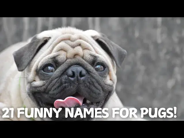 Video thumbnail for 21 Funny Names for Pugs! 🐶🎉