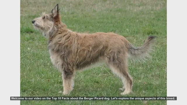 Video thumbnail for Top 10 Fascinating Facts About the Berger Picard Dog