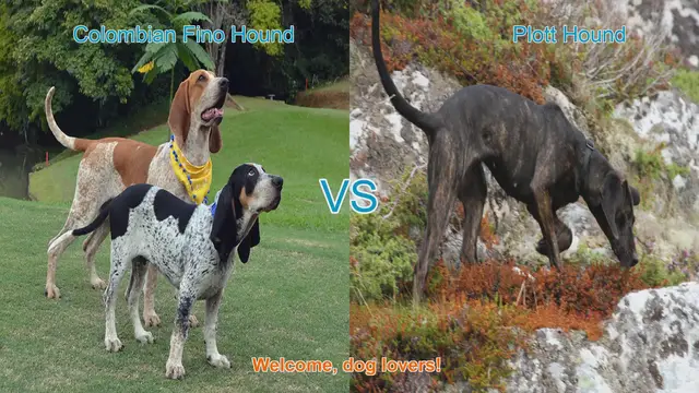 Video thumbnail for Colombian Fino Hound vs. Plott Hound: A Comparison of Two Unique Dog Breeds
