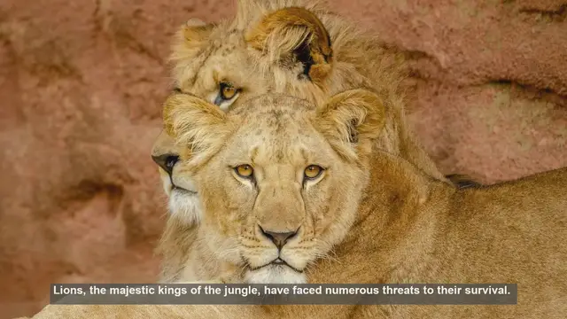 Video thumbnail for 10 Successful Lion Conservation Stories: Protecting the Kings of the Jungle