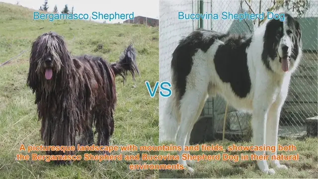 Video thumbnail for Exploring the Bergamasco Shepherd and Bucovina Shepherd Dog