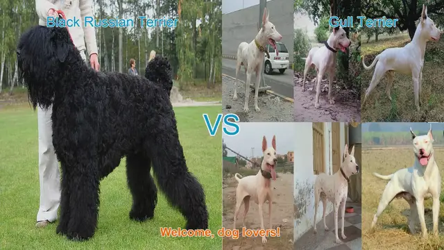 Video thumbnail for Black Russian Terrier vs. Gull Terrier: A Comparison of Two Powerful Dog Breeds