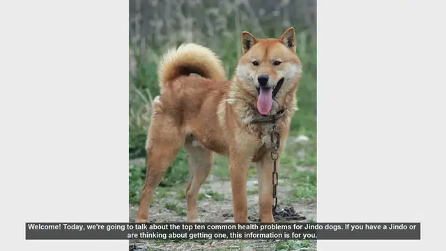 Video thumbnail for Top 10 Common Health Problems in Jindo Dogs