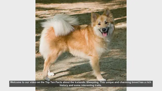 Video thumbnail for Top Ten Facts About the Icelandic Sheepdog