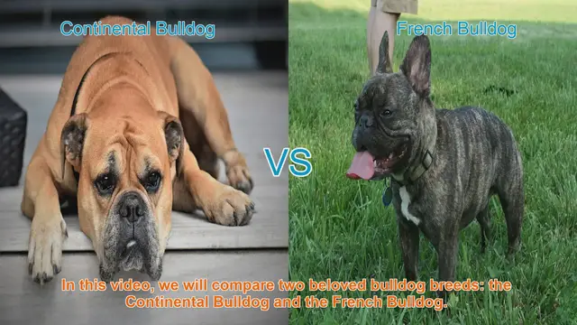Video thumbnail for Comparing Continental Bulldog and French Bulldog Breeds