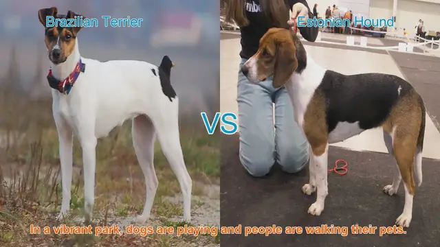 Video thumbnail for Brazilian Terrier vs. Estonian Hound: A Comparative Guide