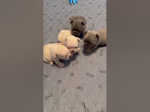 Video thumbnail for https://www.youtube.com/@BulldogsAG #we're having a great time  please no interaction
