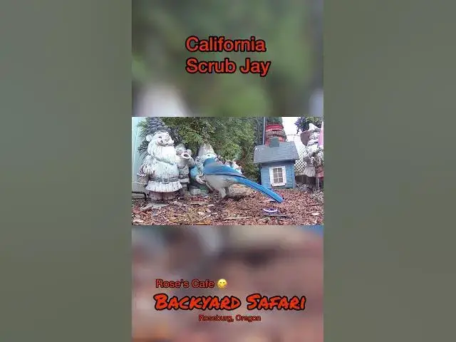 Video thumbnail for Backyard Safari -Shorts #birdwatching