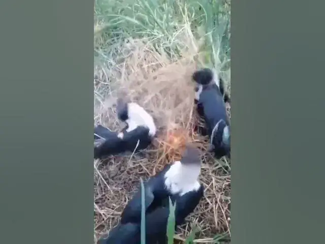 Video thumbnail for شاهد الغراب يطفيء النار سبحان الله اذكى المخلوقات مع مجموعه من الغربان