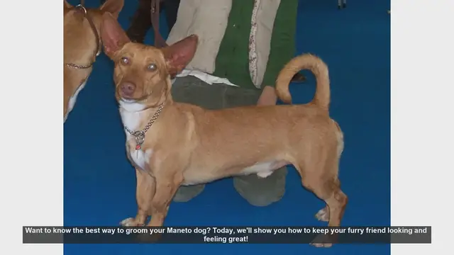 Video thumbnail for Ultimate Guide to Grooming Your Maneto Dog
