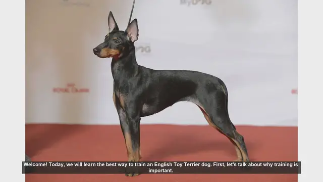 Video thumbnail for How to Train Your English Toy Terrier: A Step-by-Step Guide