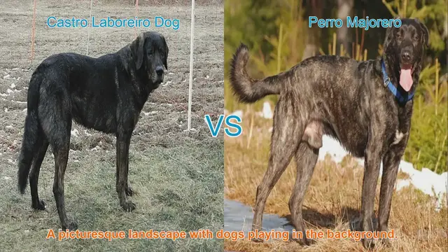 Video thumbnail for Comparing Castro Laboreiro Dog and Perro Majorero: Origins, Characteristics, and Temperament