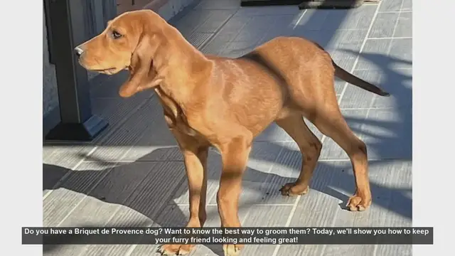 Video thumbnail for Ultimate Grooming Guide for Your Briquet de Provence Dog