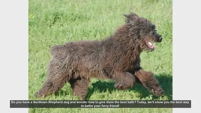 Video thumbnail for How to Bathe Your Sardinian Shepherd Dog: Step-by-Step Guide
