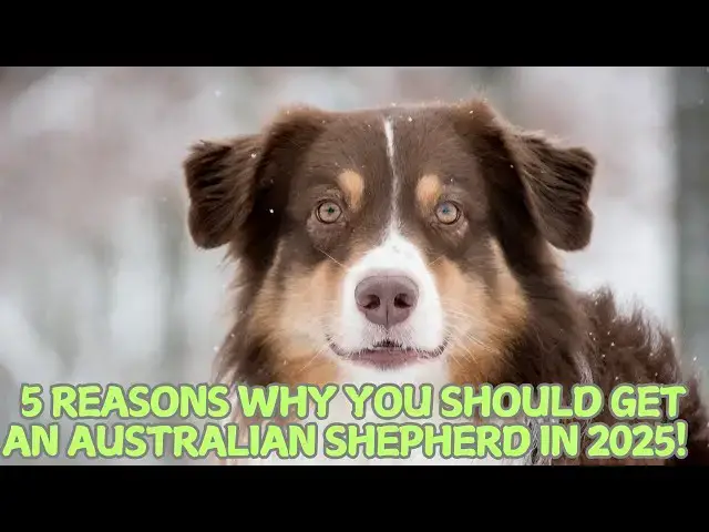 Video thumbnail for 5 Reasons Why You Should Get an Australian Shepherd in 2025! 🌟