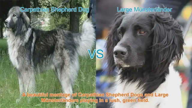 Video thumbnail for Comparing Carpathian Shepherd Dogs and Large Münsterländers