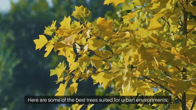 Video thumbnail for Best Trees For Urban Gardens