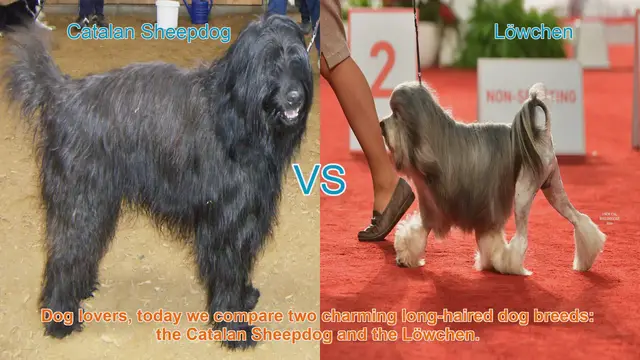 Video thumbnail for Comparing Catalan Sheepdog and Löwchen: A Guide for Dog Lovers