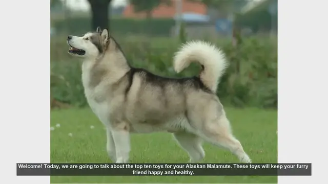 Video thumbnail for Top 10 Toys for Your Alaskan Malamute: Keep Your Furry Friend Happy and Healthy!