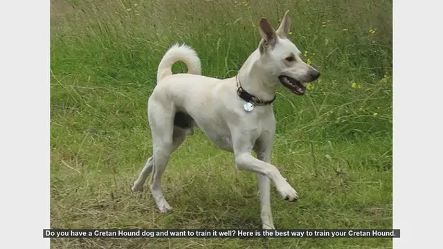 Video thumbnail for How to Train Your Cretan Hound: Tips and Techniques