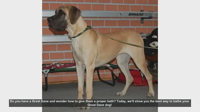 Video thumbnail for How to Bathe Your Great Dane: Easy Steps for a Clean and Happy Dog