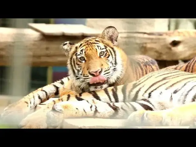 Video thumbnail for How Do Tigers Coexist with Smaller Cats in the Same Ecosystem?