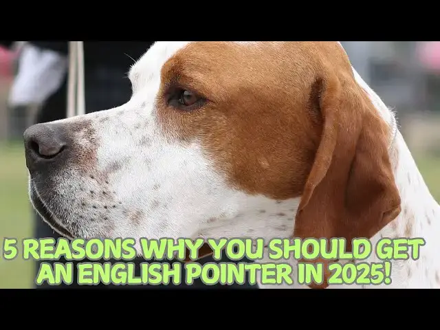 Video thumbnail for 5 Reasons Why You Should Get an English Pointer in 2025! 🐕