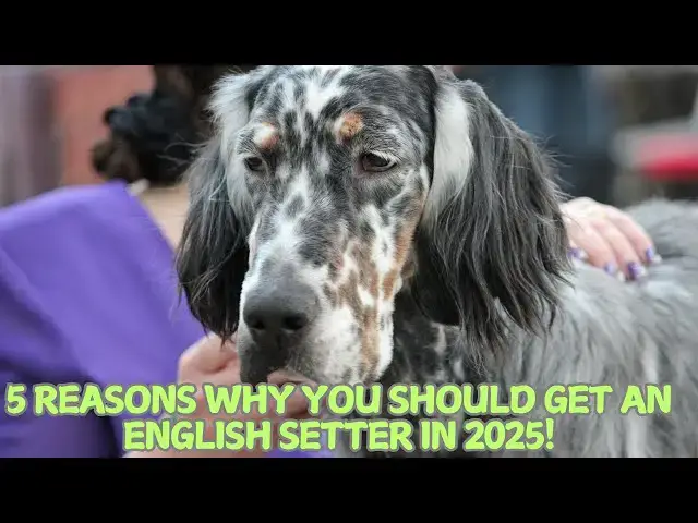 Video thumbnail for 5 Reasons Why You Should Get an English Setter in 2025! 🐕