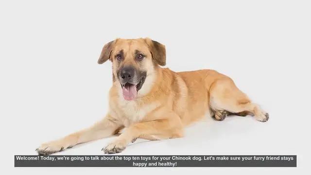 Video thumbnail for Top 10 Toys for Your Chinook Dog: Keep Your Furry Friend Happy and Healthy!