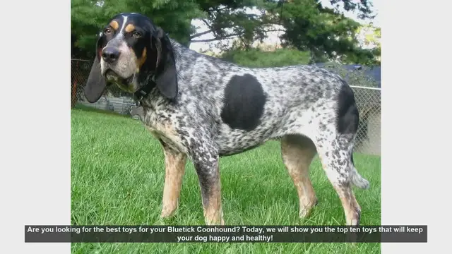 Video thumbnail for Top 10 Toys for Your Bluetick Coonhound: Keep Them Happy and Healthy!
